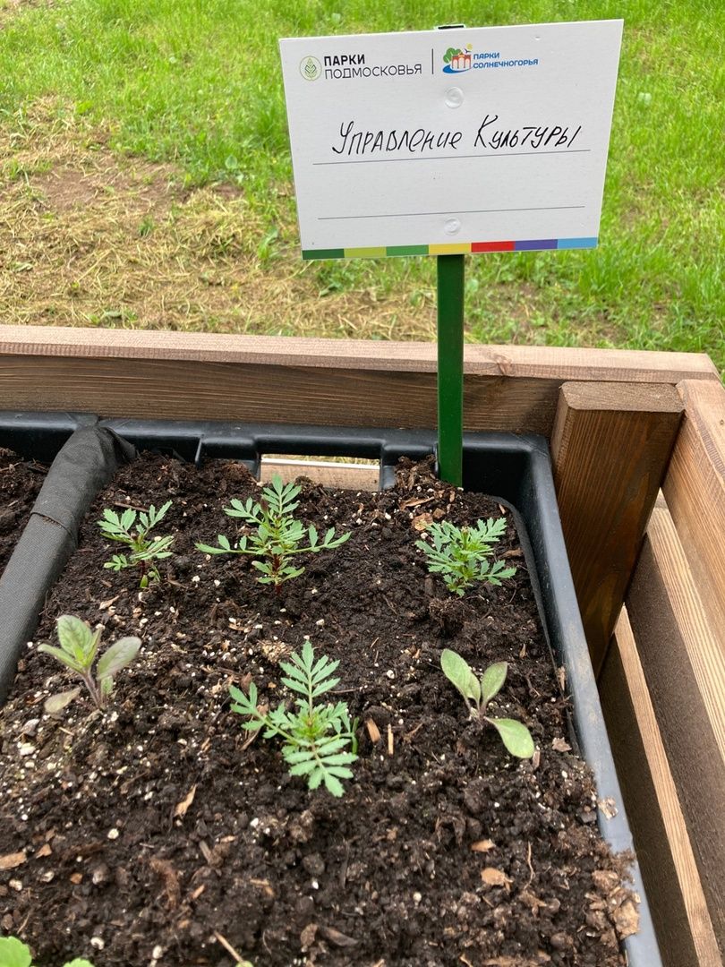 Солнечногорск, парк, общественный огород, садоводы, акция