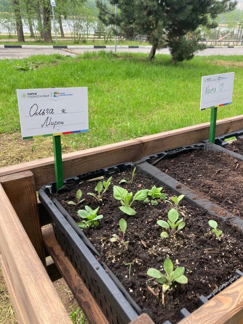 Солнечногорск, парк, общественный огород, садоводы, акция