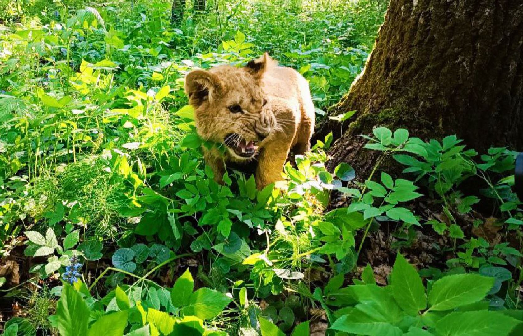 Можайск, Можайский городской округ, Подмосковье, львы, тигры, Сафари-парк, хищники, дикие животные