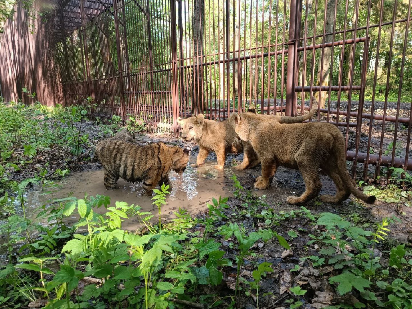 Можайск, Можайский городской округ, Подмосковье, львы, тигры, Сафари-парк, хищники, дикие животные