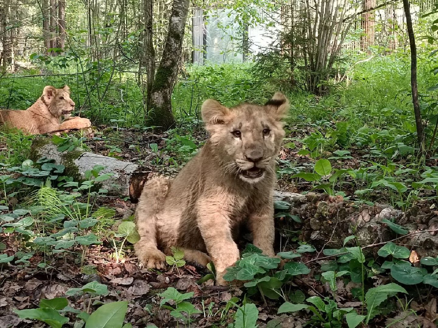 Можайск, Можайский городской округ, Подмосковье, львы, тигры, Сафари-парк, хищники, дикие животные