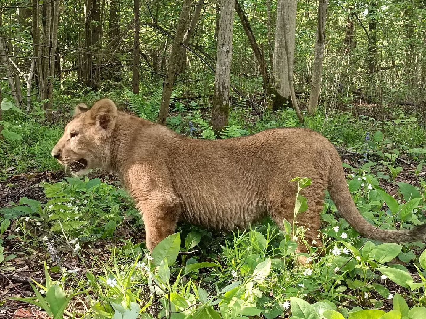Можайск, Можайский городской округ, Подмосковье, львы, тигры, Сафари-парк, хищники, дикие животные