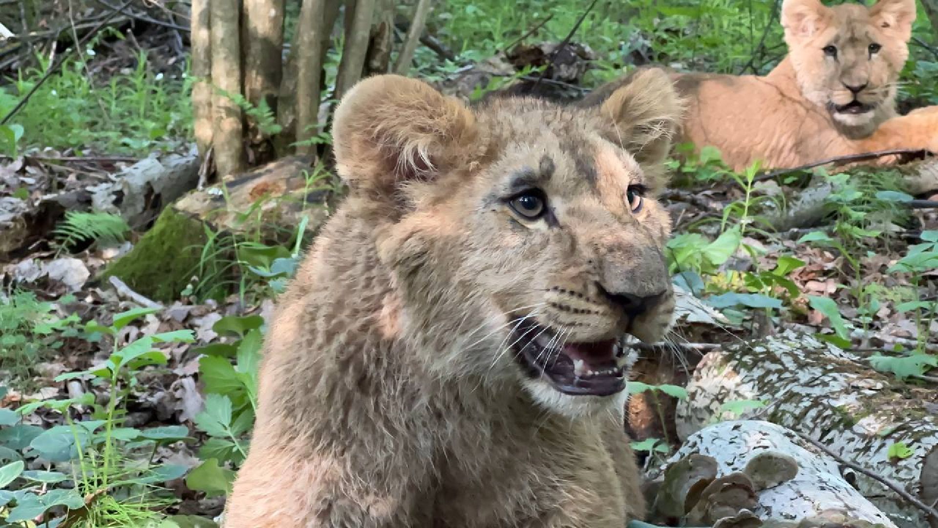 Можайск, Можайский городской округ, Подмосковье, львы, тигры, Сафари-парк, хищники, дикие животные