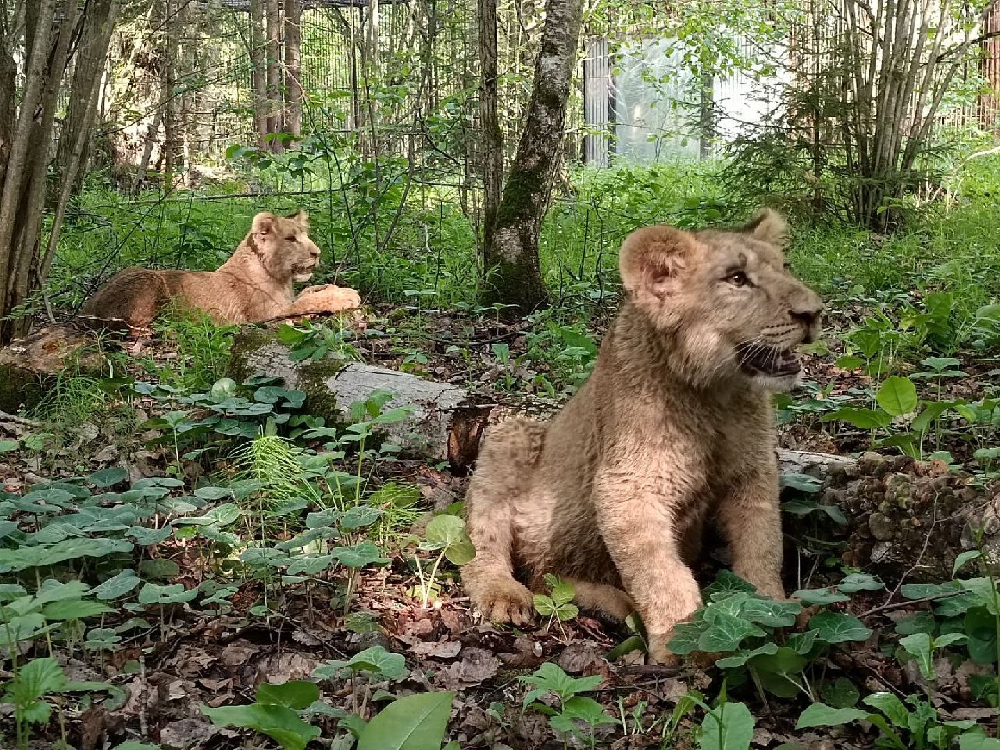 Можайск, Можайский городской округ, Подмосковье, львы, тигры, Сафари-парк, хищники, дикие животные