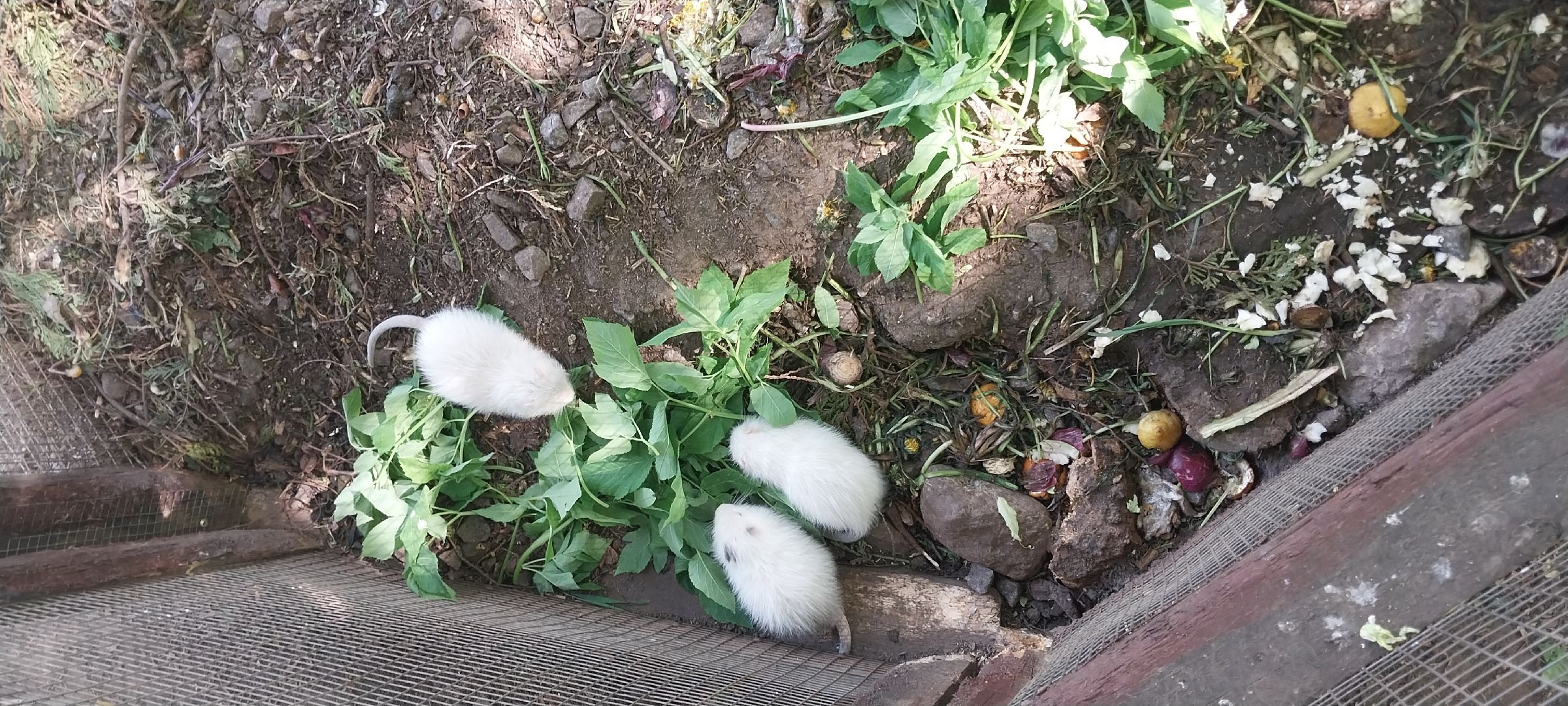 коломна, зооуголок, животные