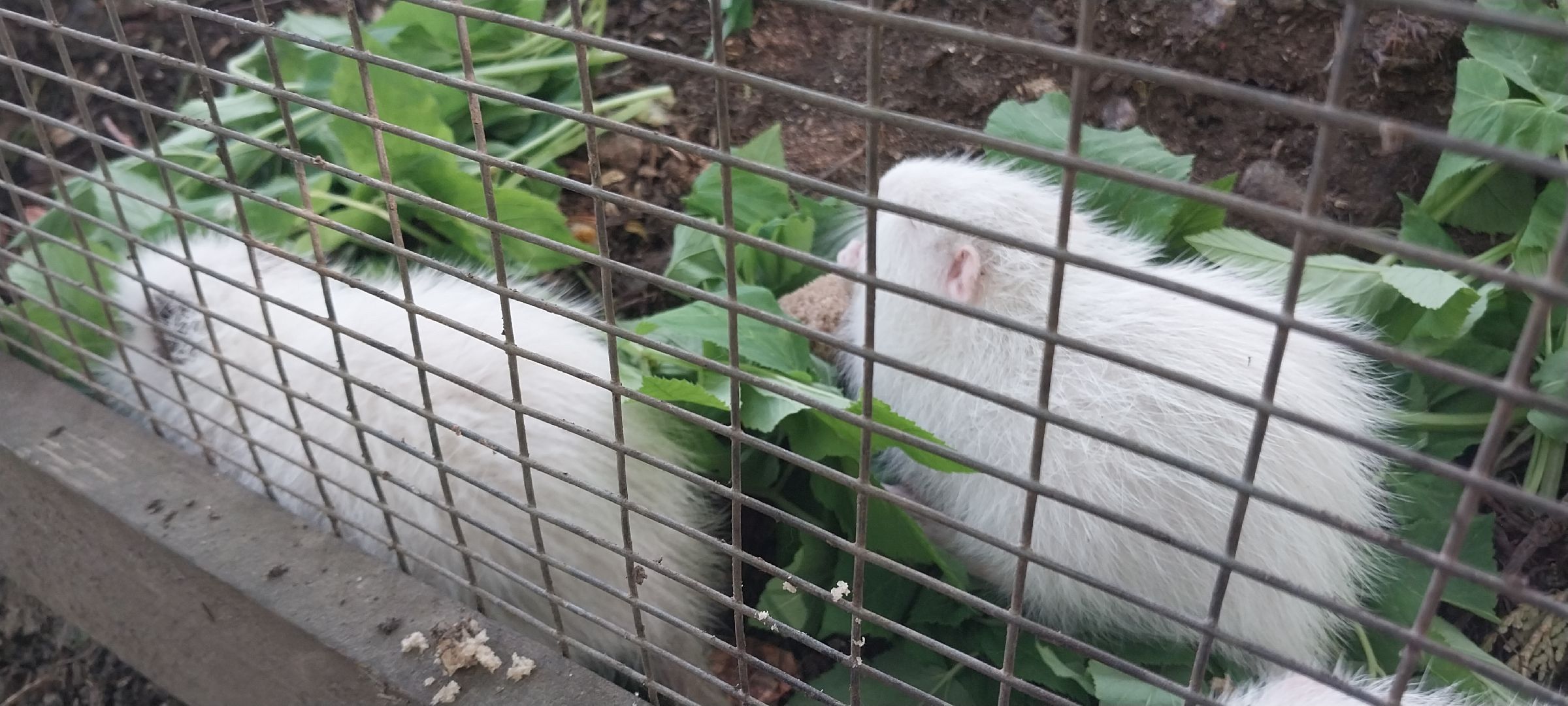 коломна, зооуголок, животные