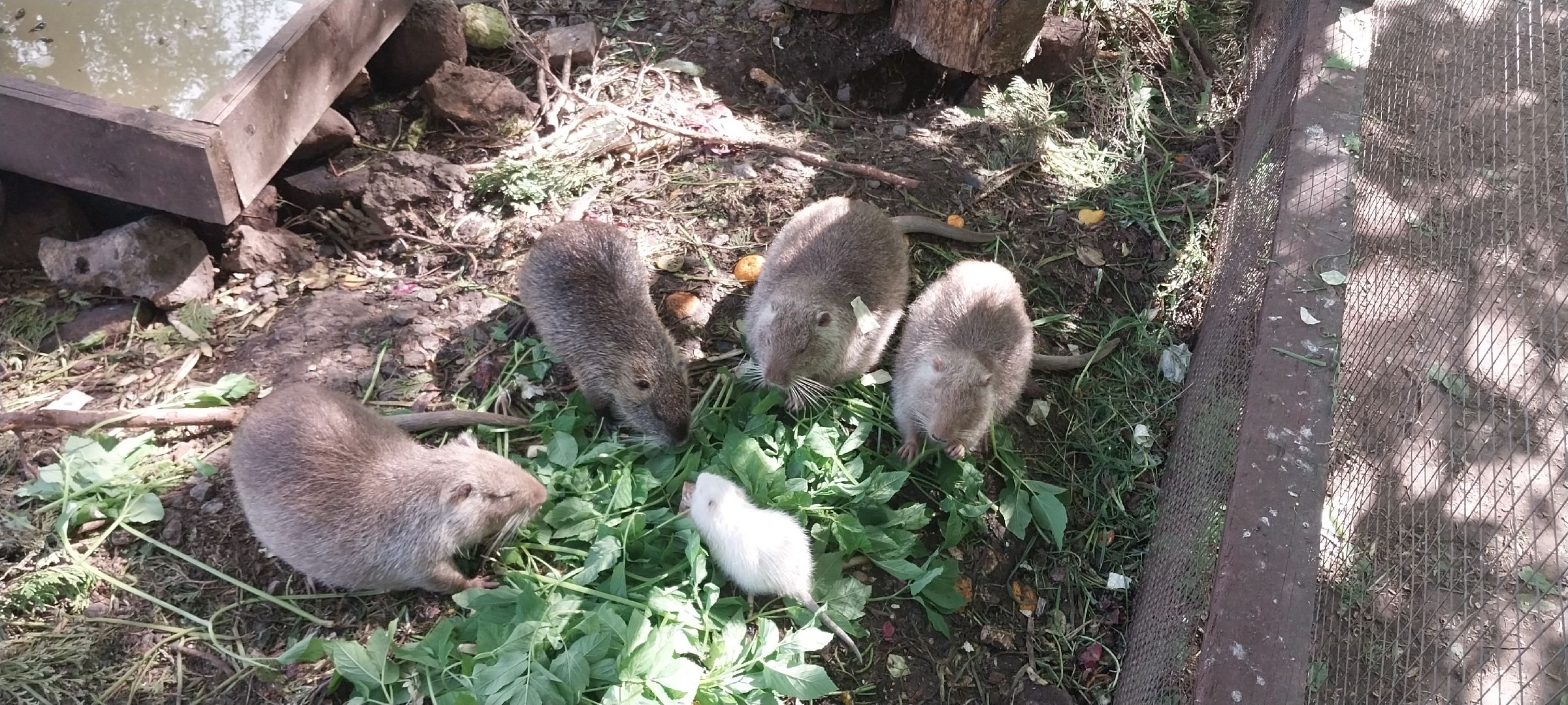 коломна, зооуголок, животные