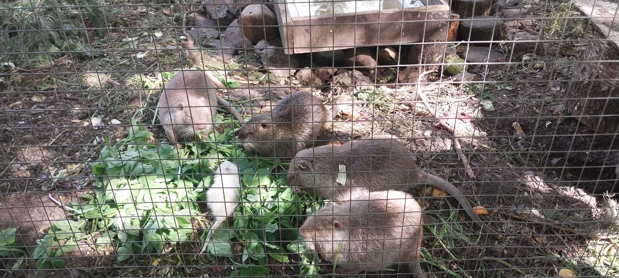 коломна, зооуголок, животные