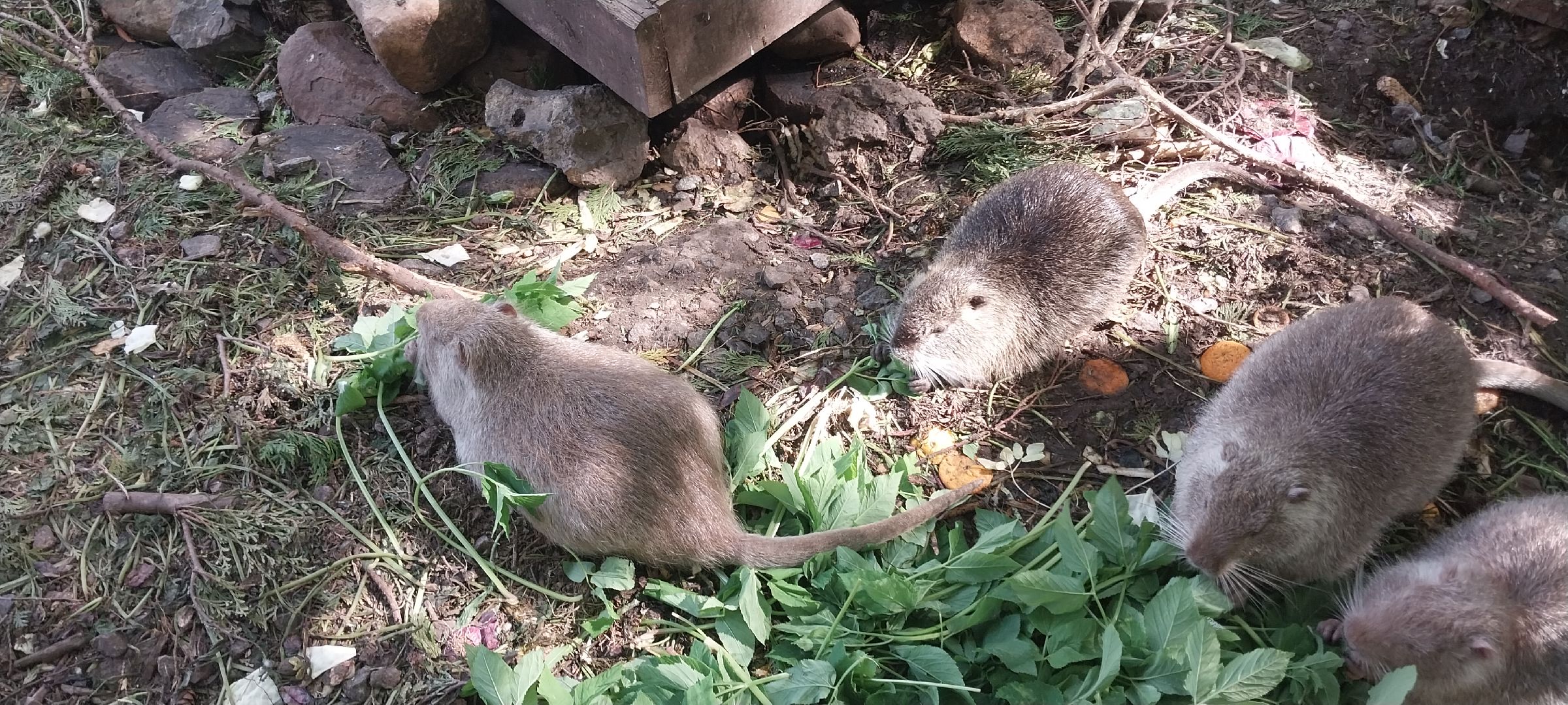 коломна, зооуголок, животные