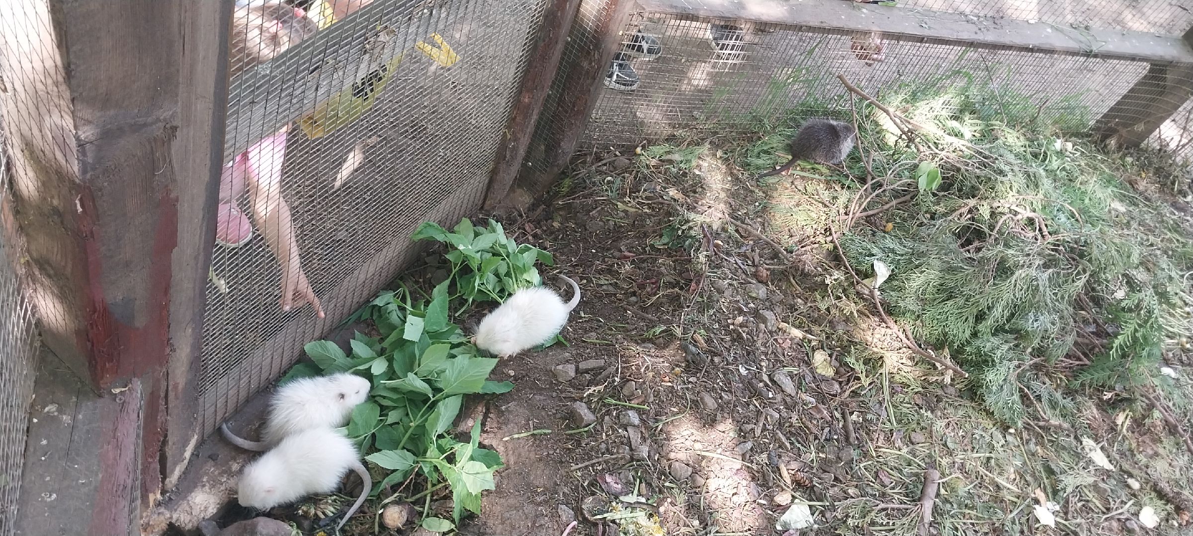 коломна, зооуголок, животные