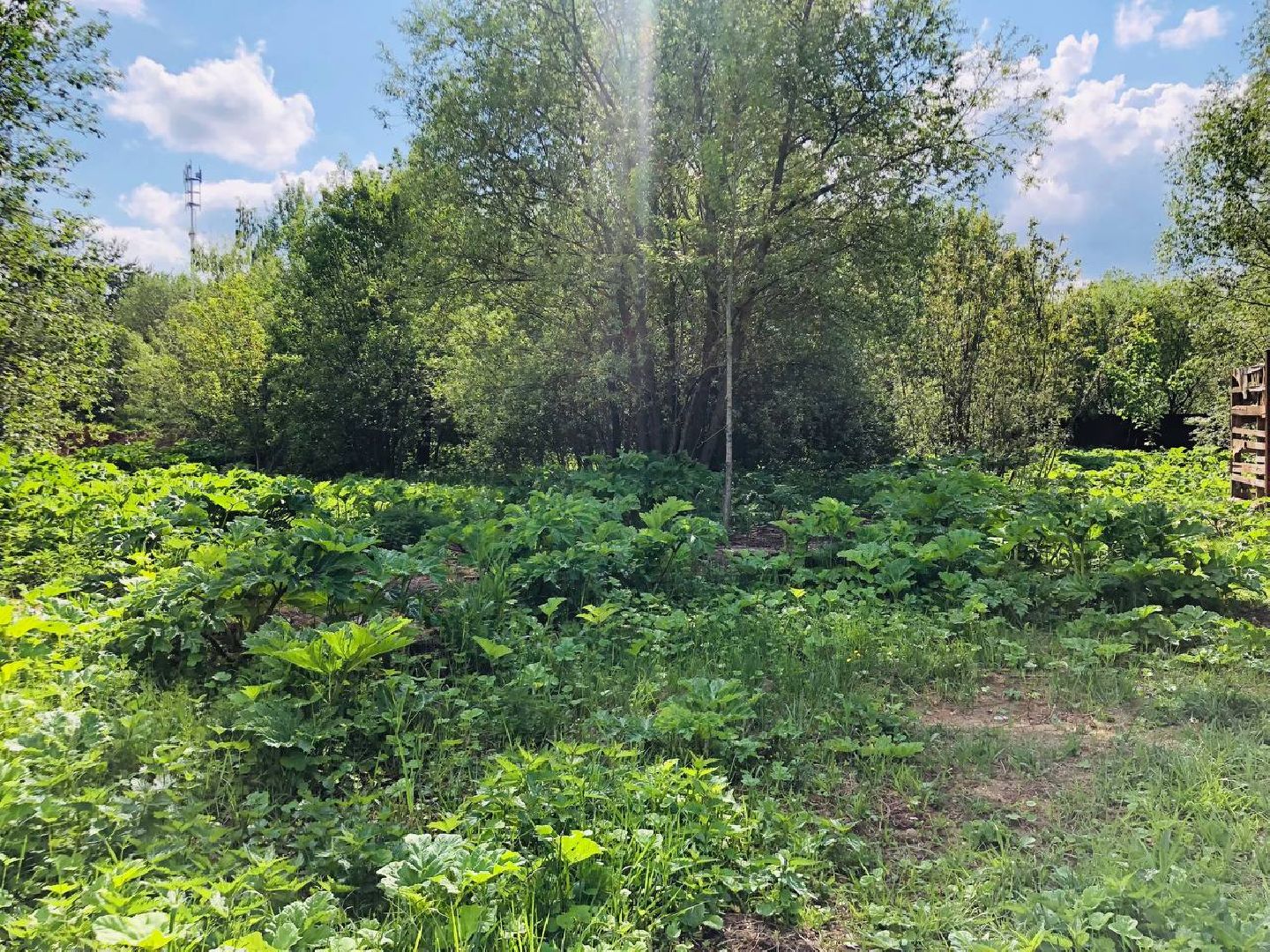 руза, рузский округ, борщевик Сосновского, сорняк,