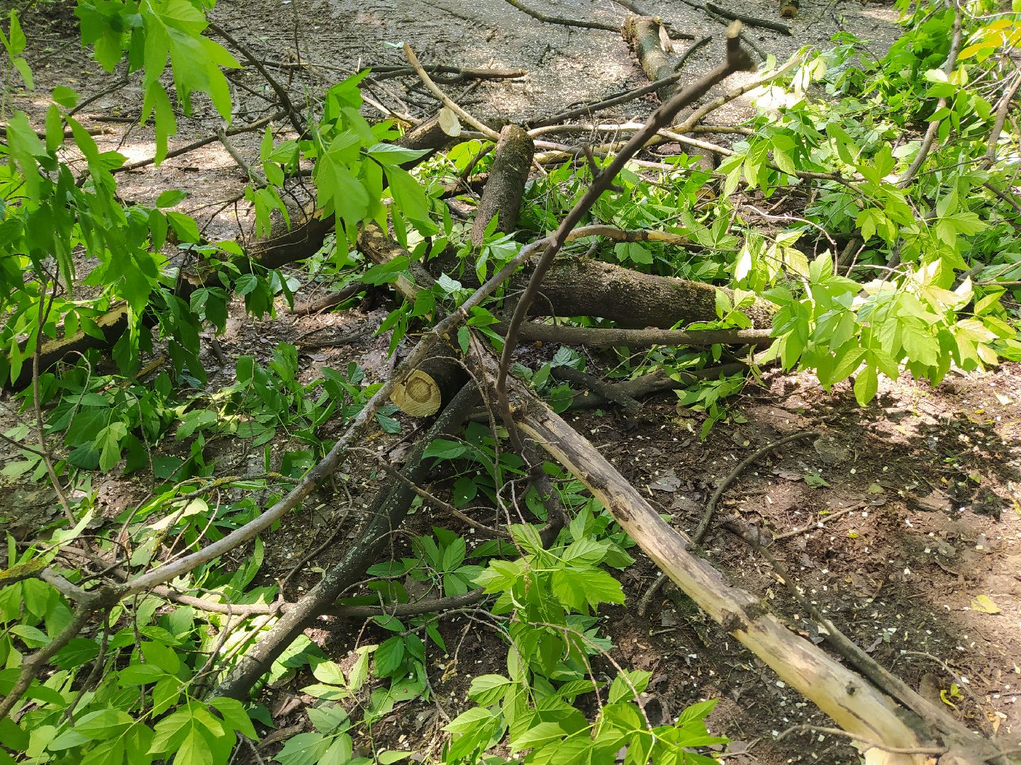 Обрезка, обработка, деревья, благоустройство