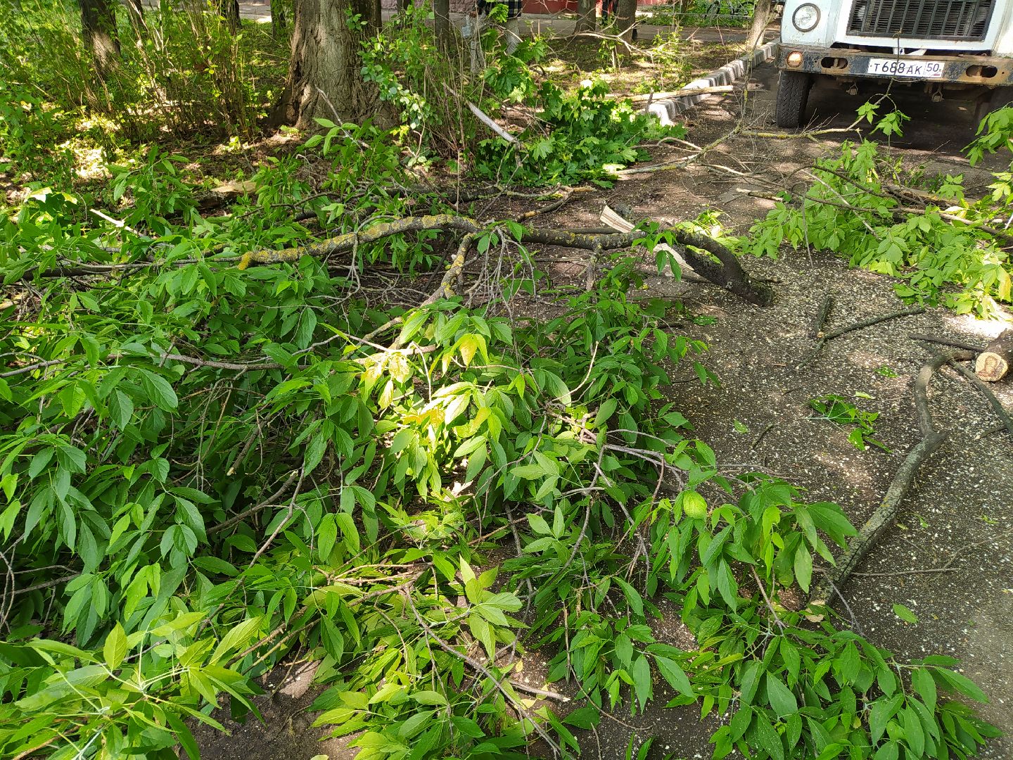 Обрезка, обработка, деревья, благоустройство