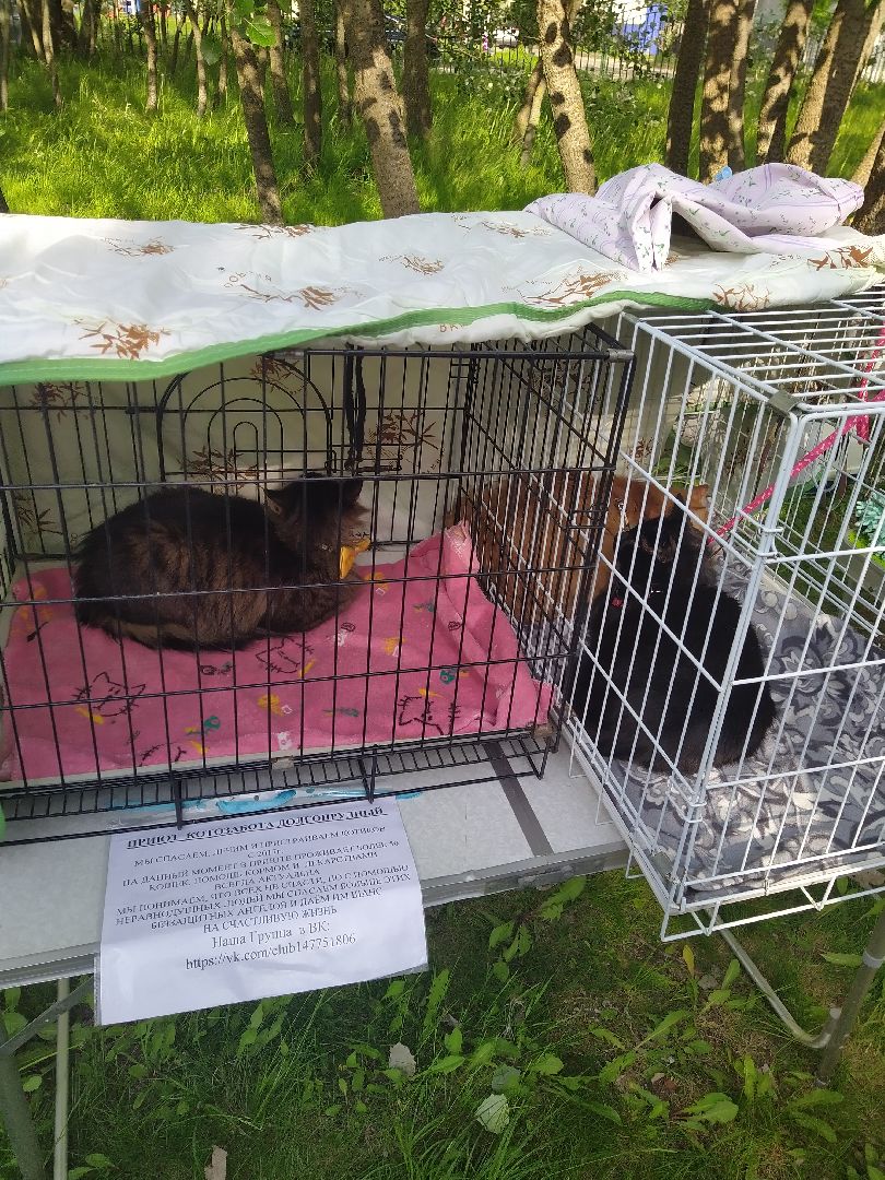 Долгопрудный, экология, макулатура, приюты, кинологи, парки