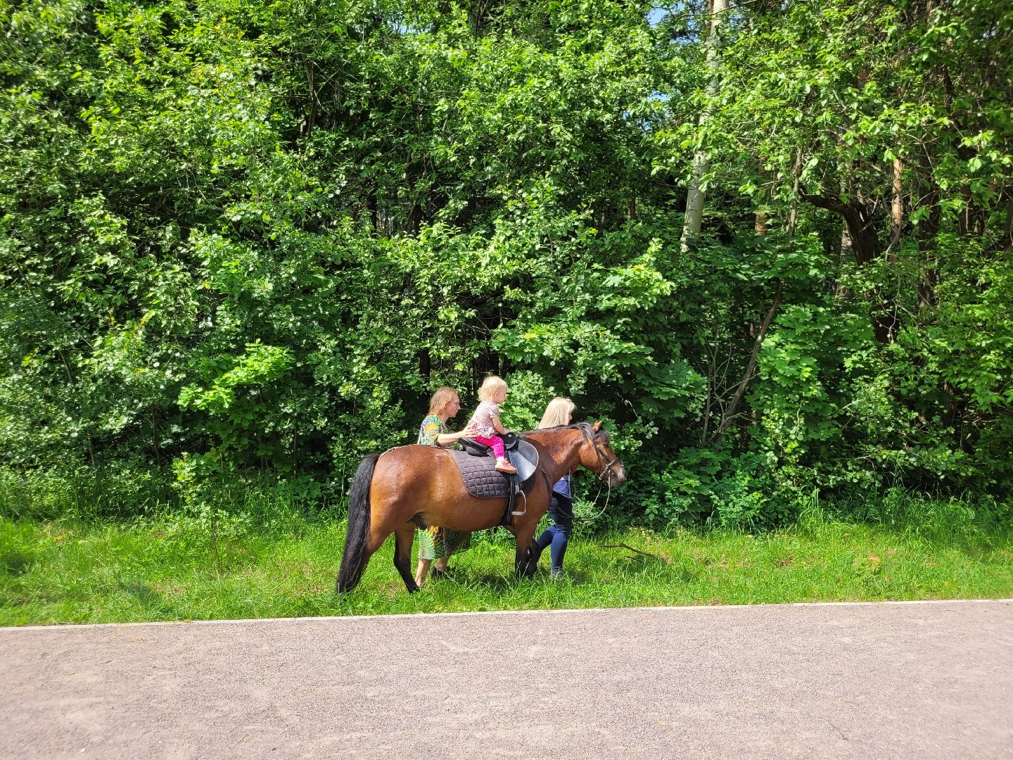 конная прогулка; видное; апаринки; казачий дозор
