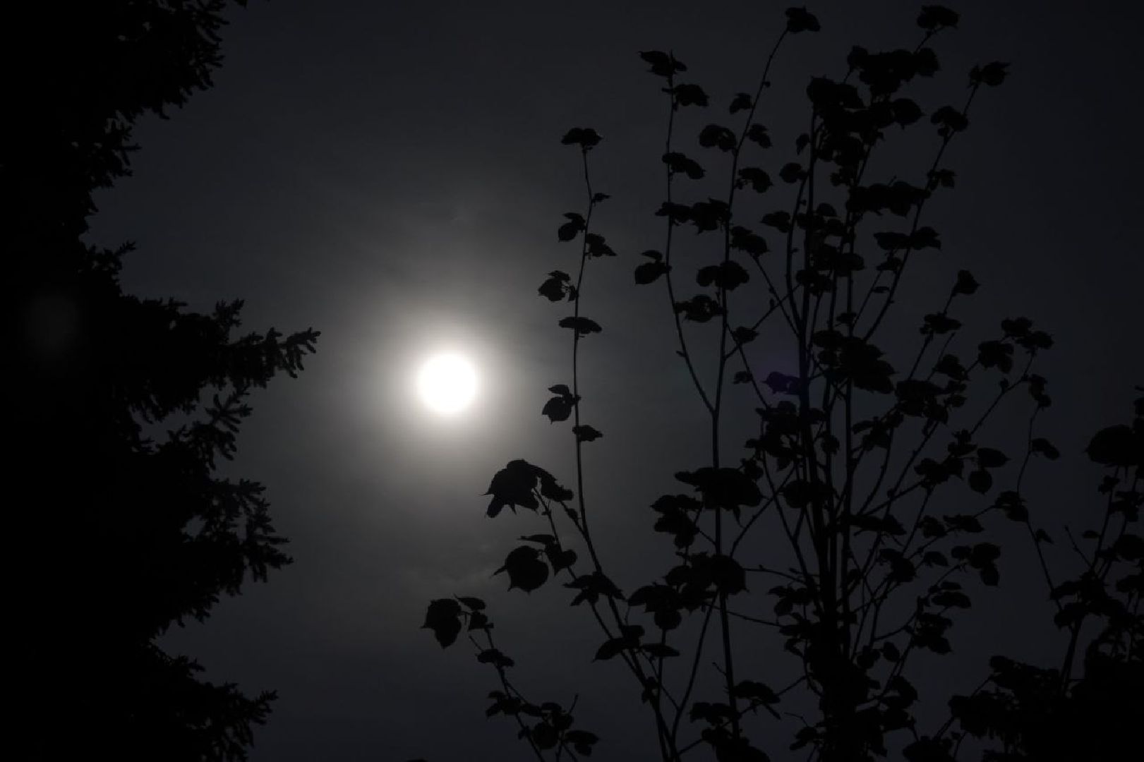 Сергиев Посад, Сергиево-Посадской городской округ, Природа, Фотограф, Эксклюзив, Солнце, Астрономия
