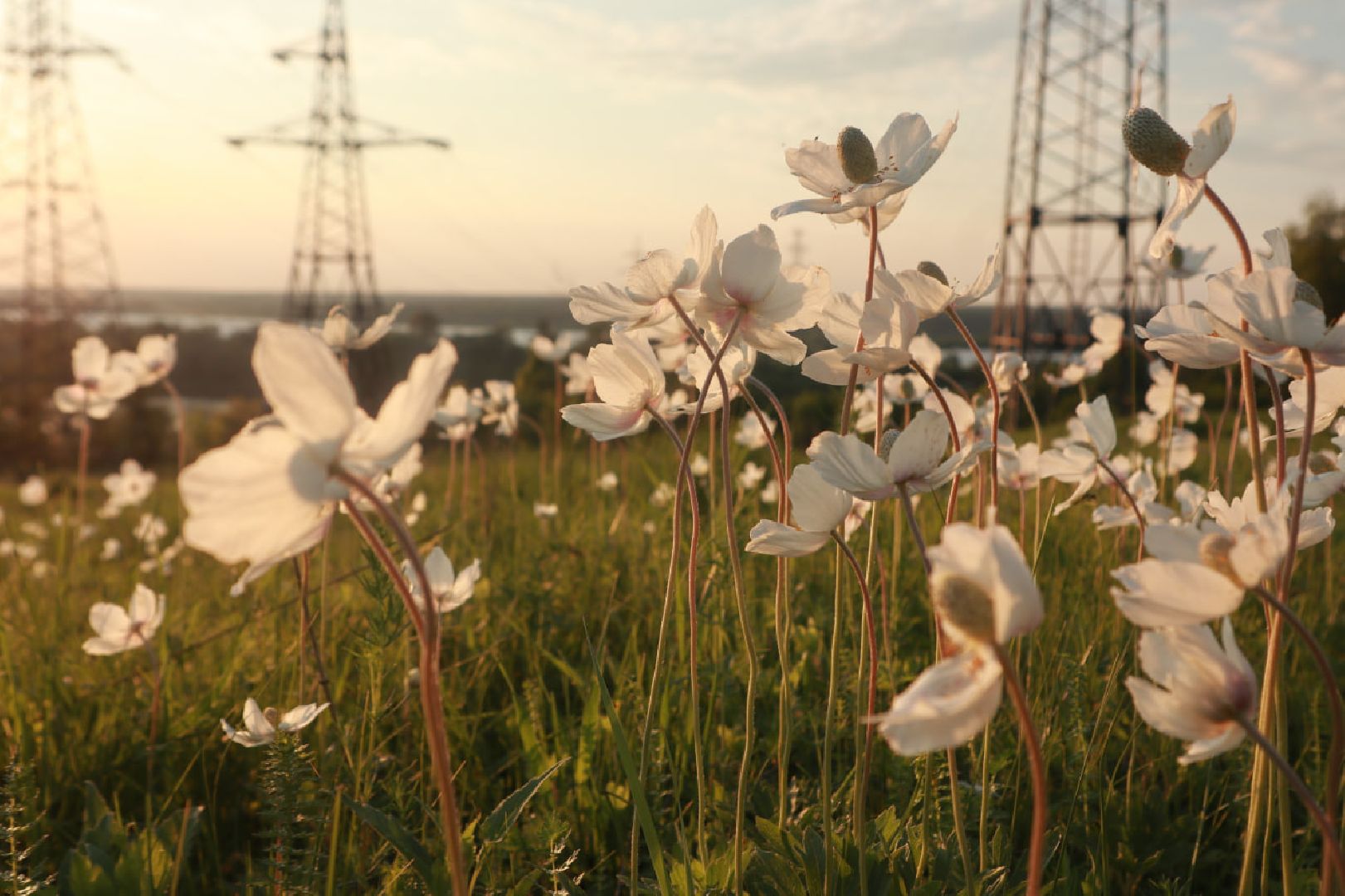 Пущино, экология, туризм