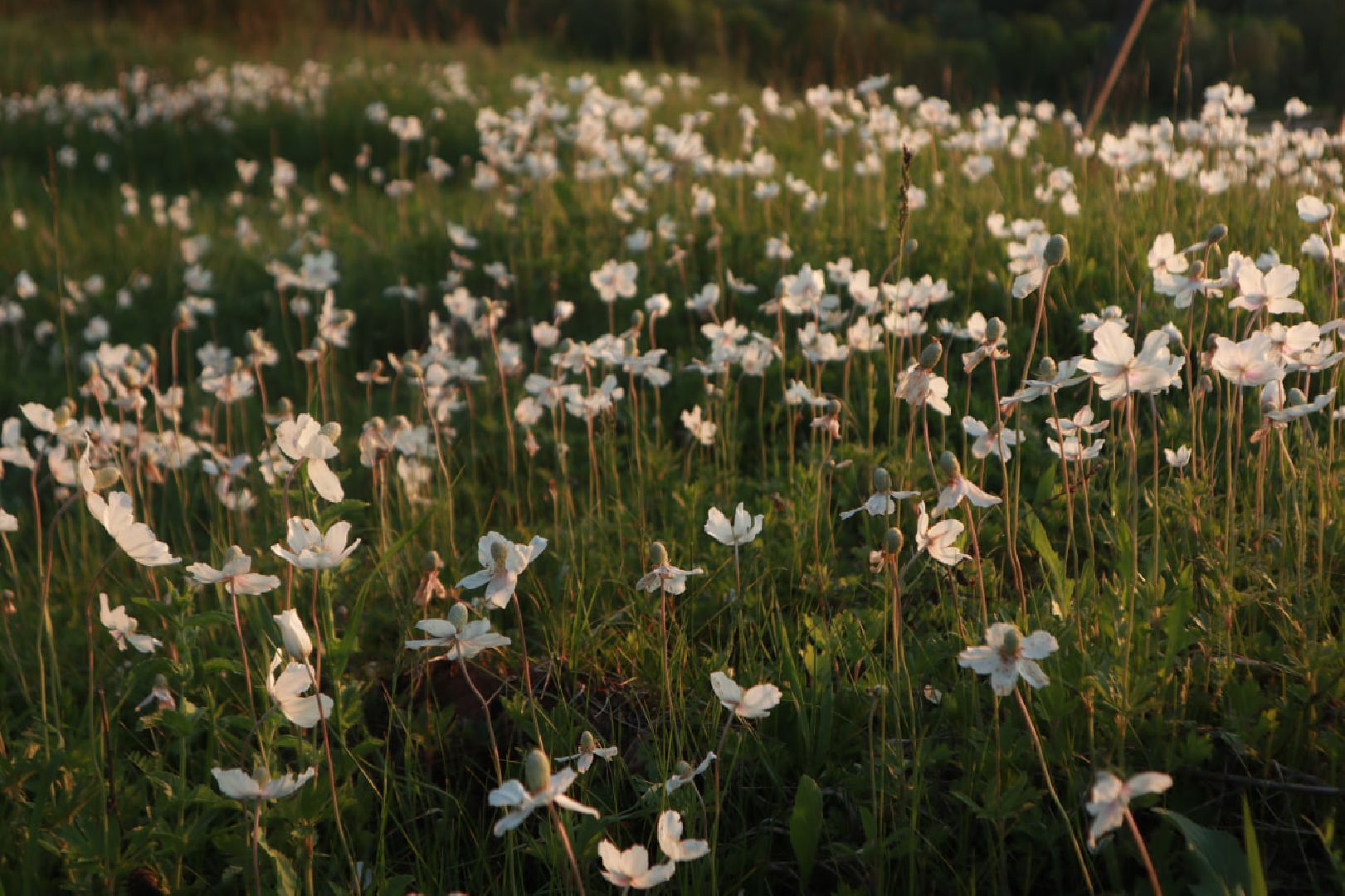 Пущино, экология, туризм
