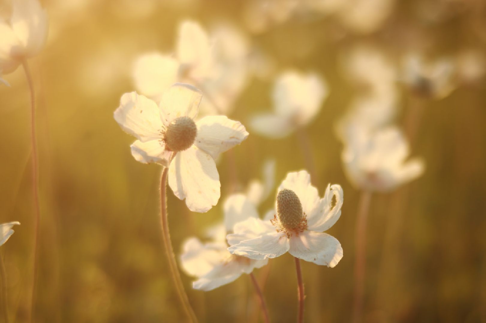 Пущино, экология, туризм