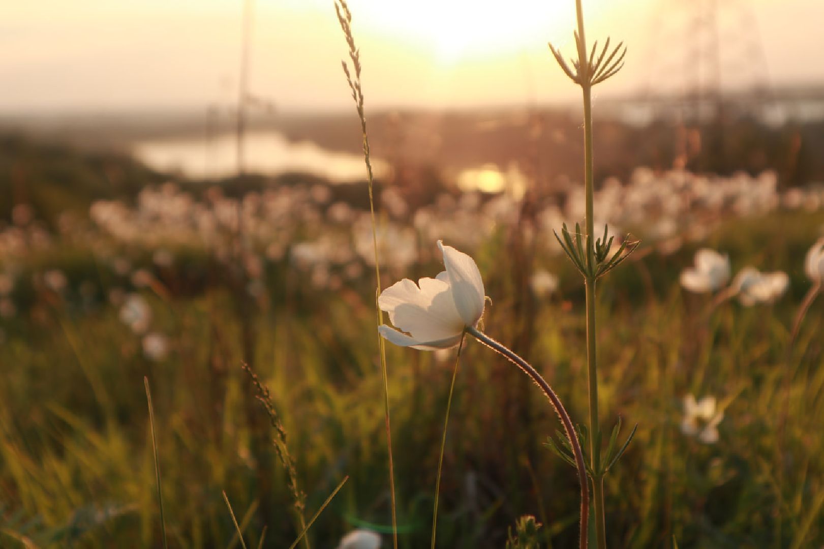 Пущино, экология, туризм