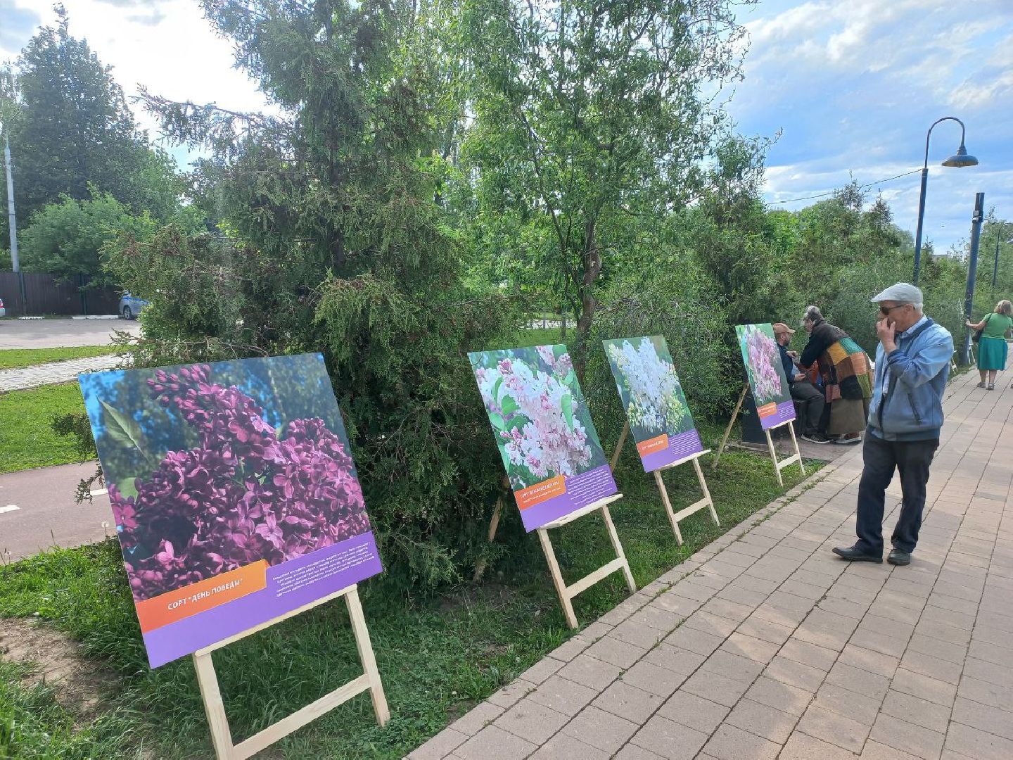 Солнечногорск, сирень, выставка, набережная, праздник