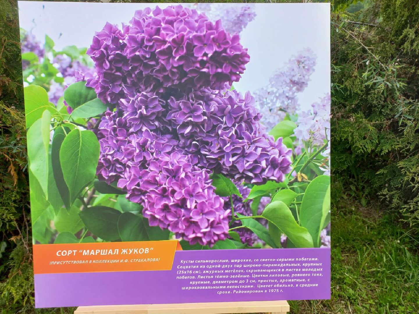 Солнечногорск, сирень, выставка, набережная, праздник