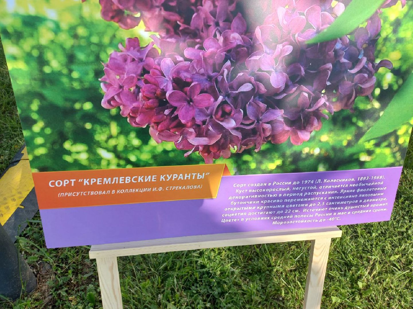 Солнечногорск, сирень, выставка, набережная, праздник