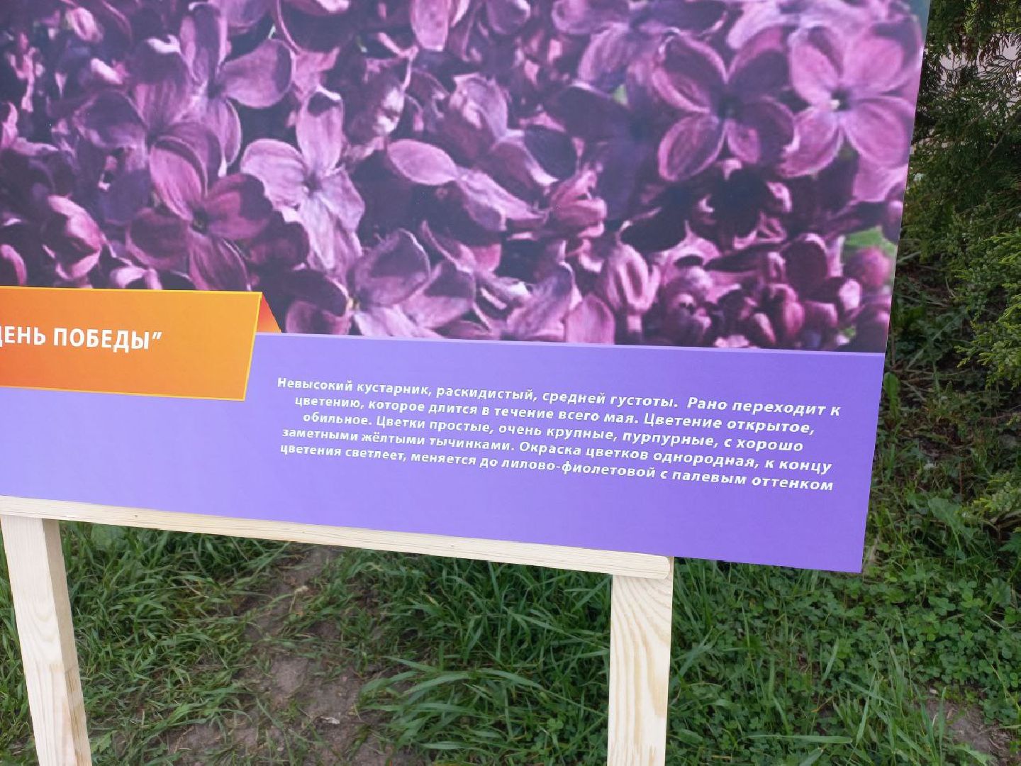 Солнечногорск, сирень, выставка, набережная, праздник