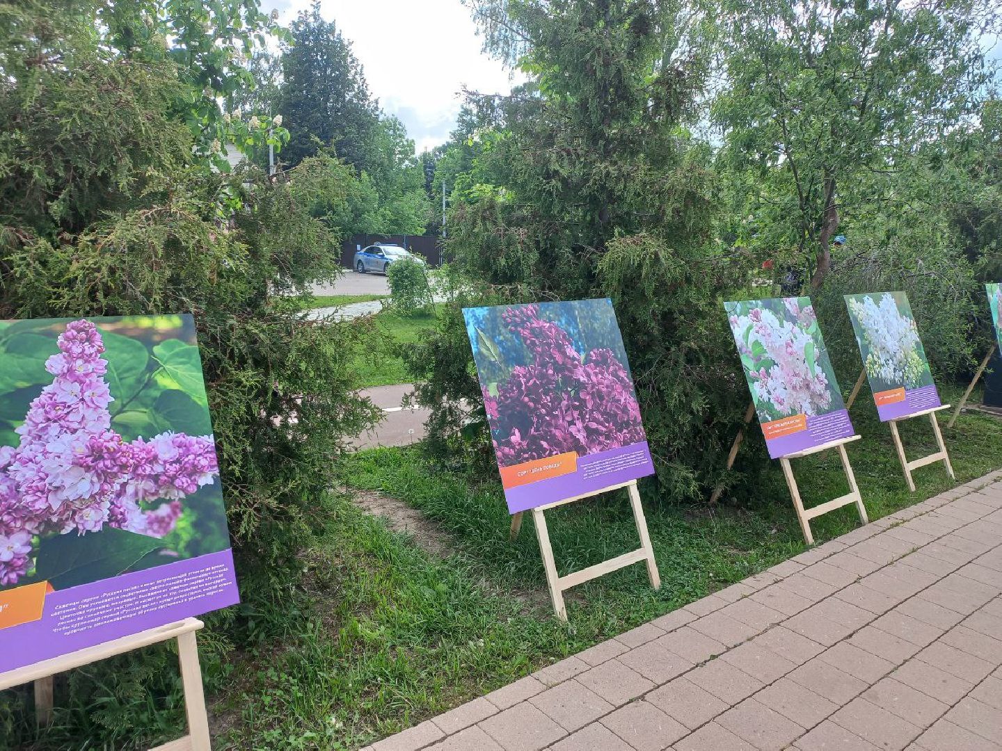 Солнечногорск, сирень, выставка, набережная, праздник