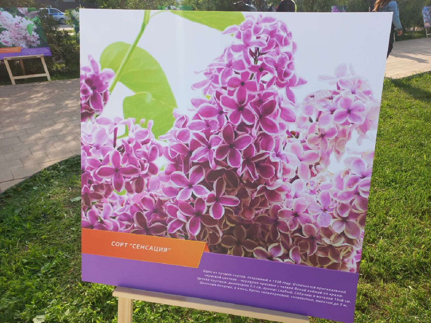 Солнечногорск, сирень, выставка, набережная, праздник