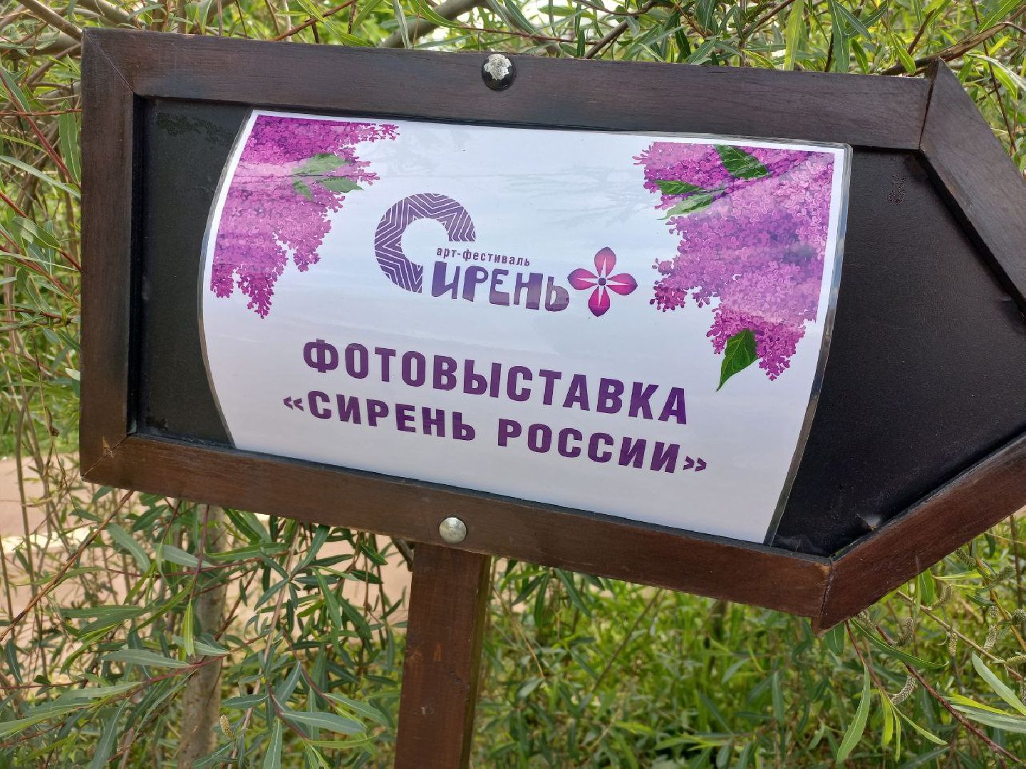 Солнечногорск, сирень, выставка, набережная, праздник