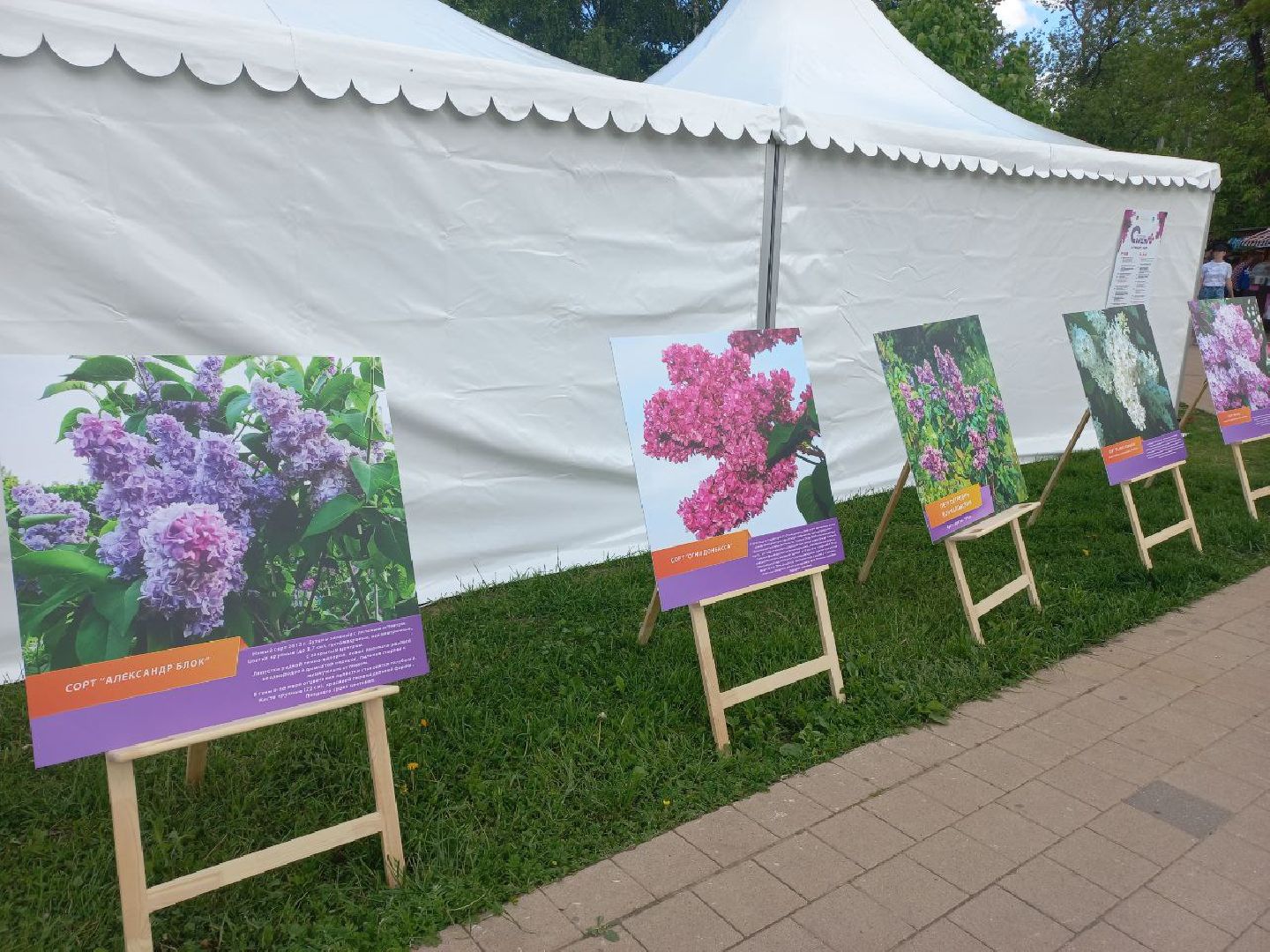Солнечногорск, сирень, выставка, набережная, праздник