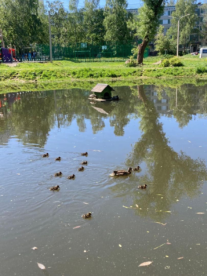 Солнечногорск, Рекинцо, утки, птицы, пополнение