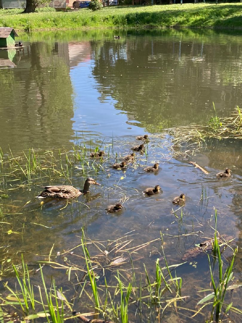 Солнечногорск, Рекинцо, утки, птицы, пополнение