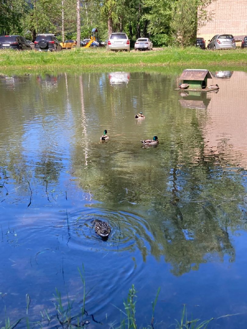 Солнечногорск, Рекинцо, утки, птицы, пополнение