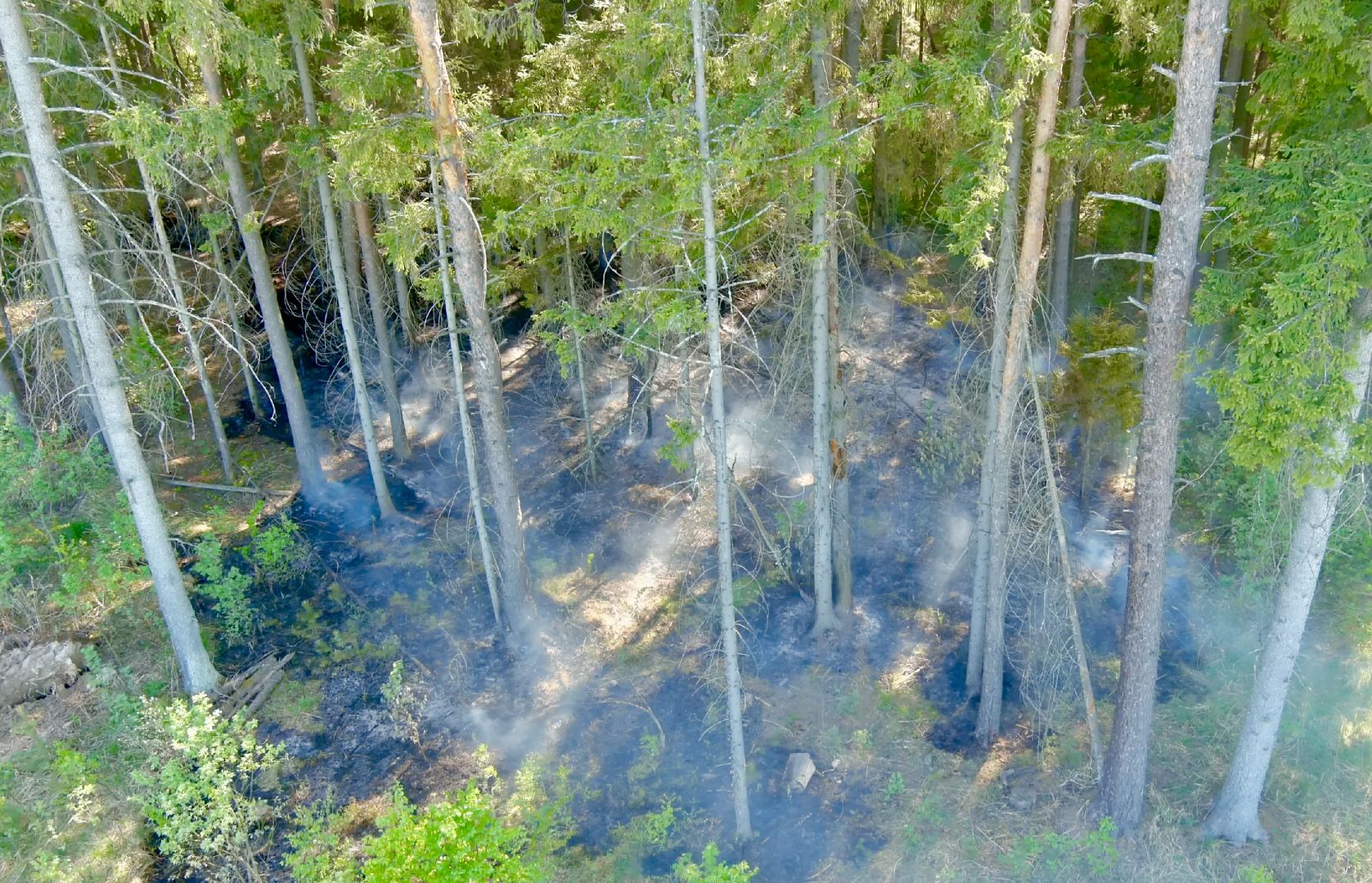 Клин, экология, пожары, леса