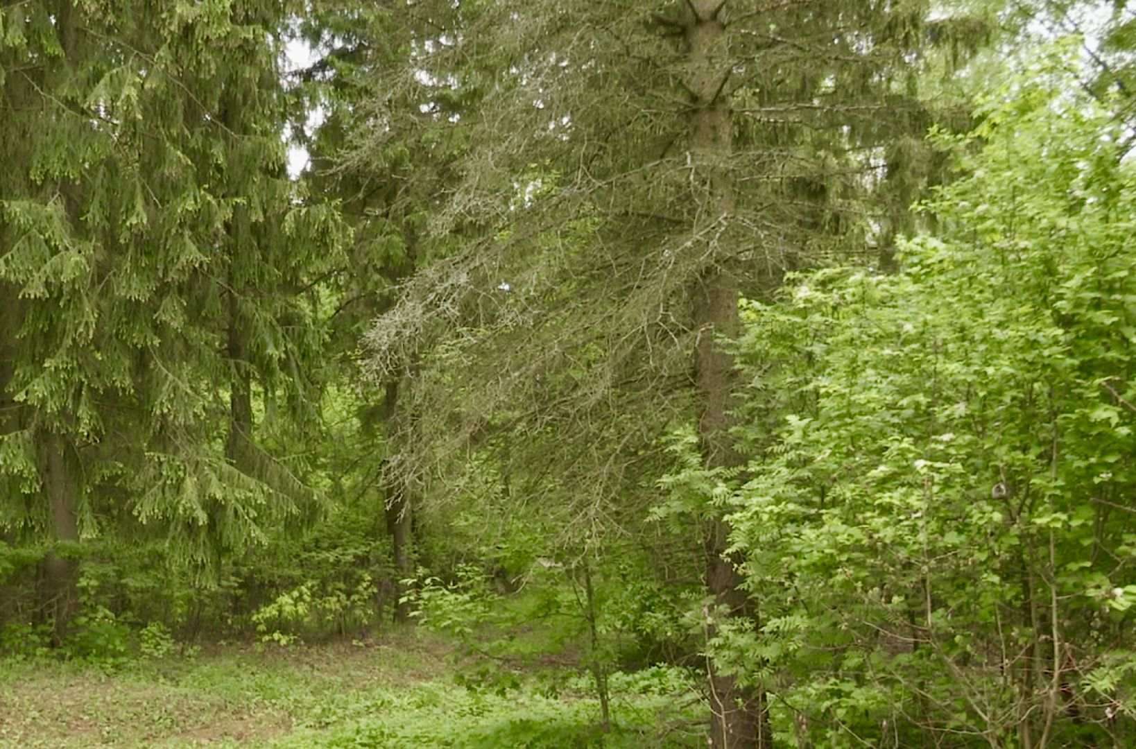 Клин, экология, пожары, леса