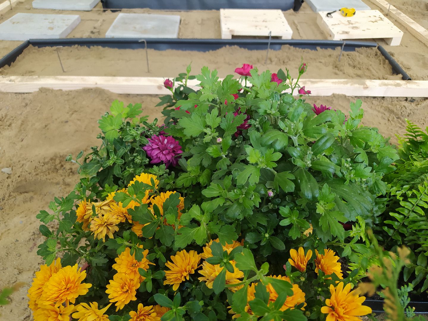 Ландшафт, дизайн, Абилимпикс, чемпионат