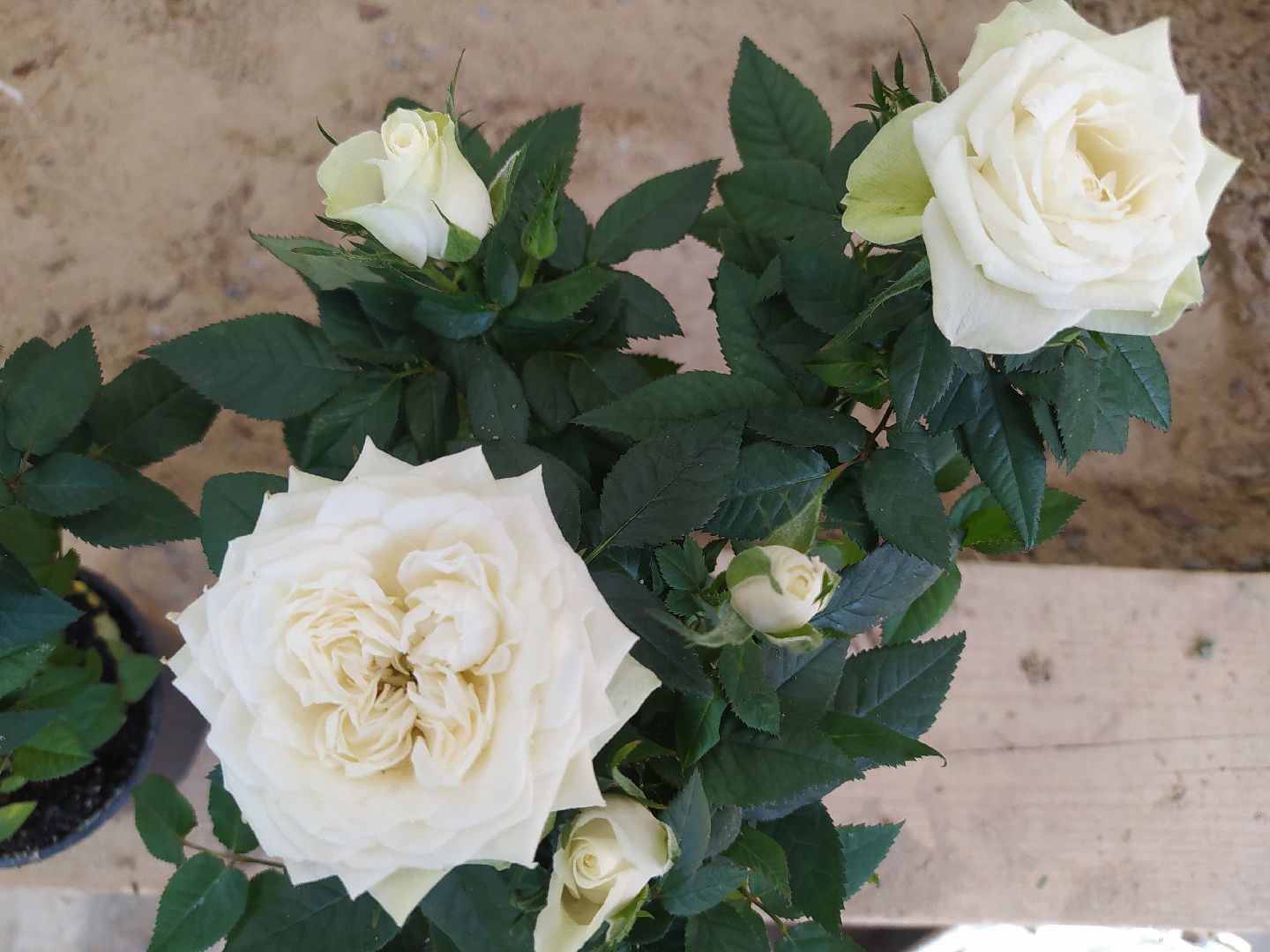 Ландшафт, дизайн, Абилимпикс, чемпионат