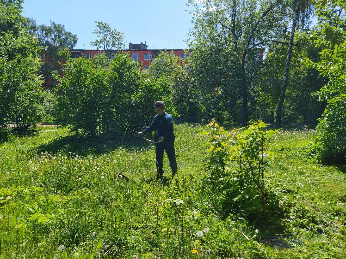 Газон, покос, газонокосилка, благоустройство, трава