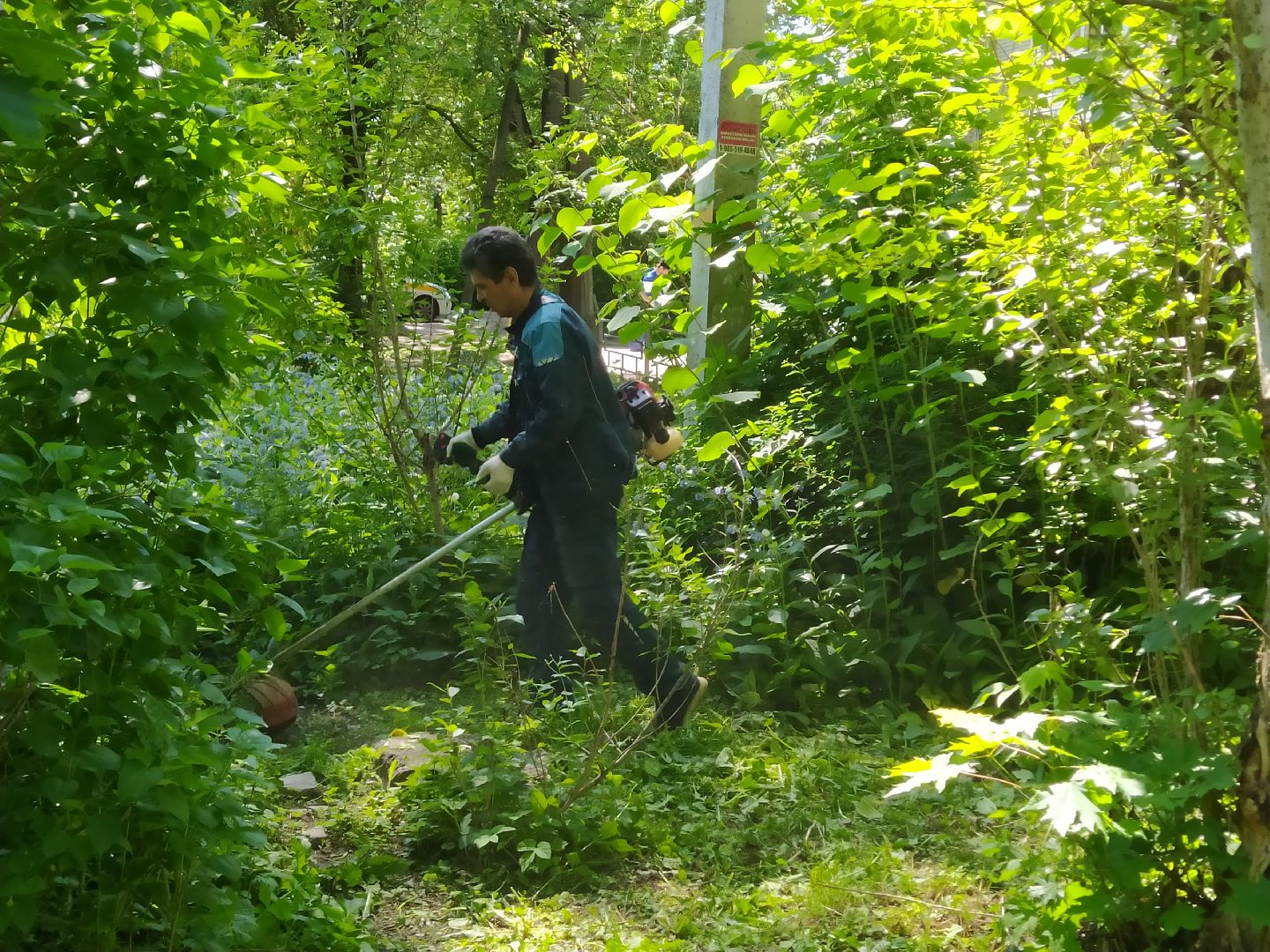 Газон, покос, газонокосилка, благоустройство, трава