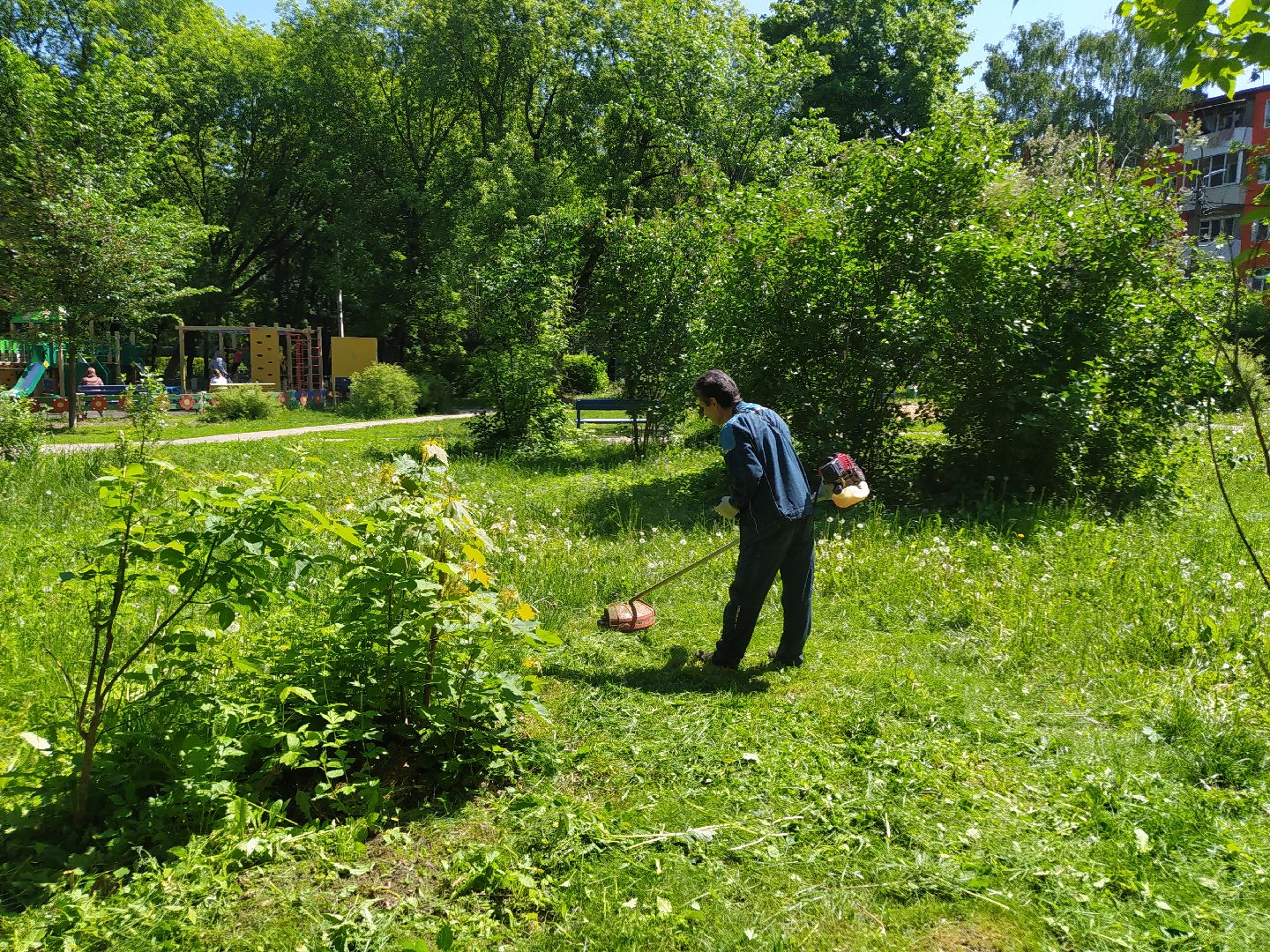 Газон, покос, газонокосилка, благоустройство, трава