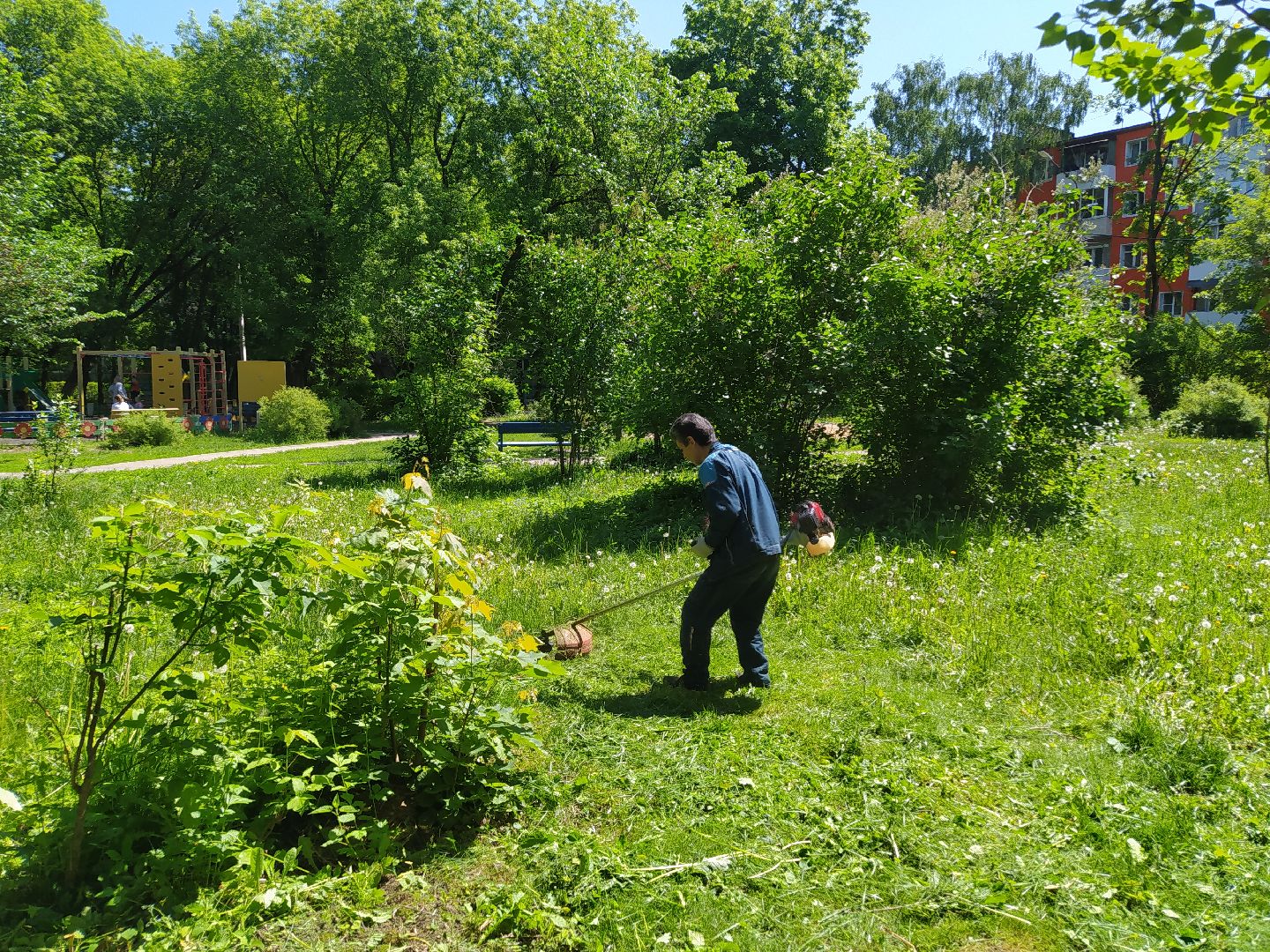 Газон, покос, газонокосилка, благоустройство, трава