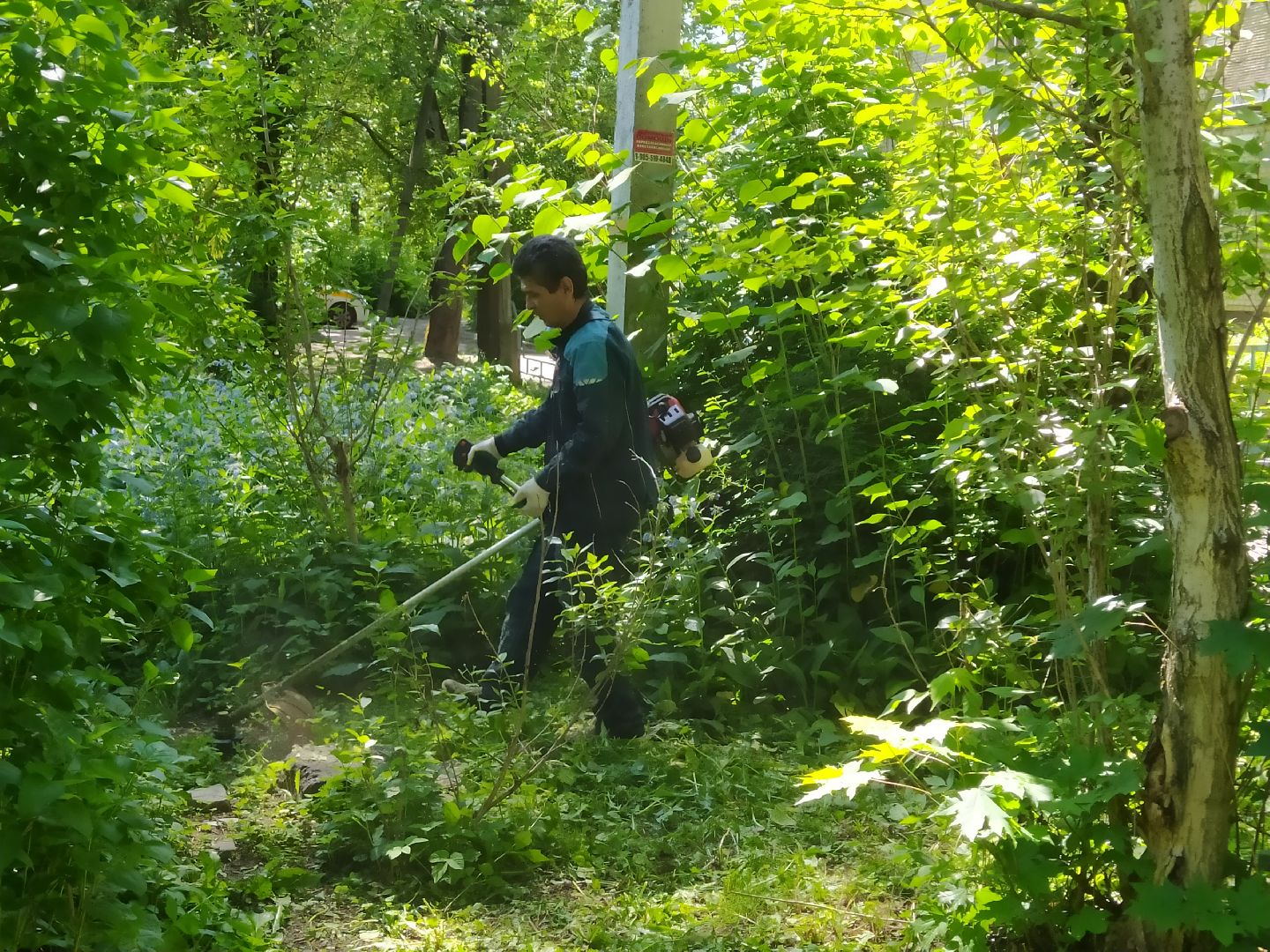 Газон, покос, газонокосилка, благоустройство, трава