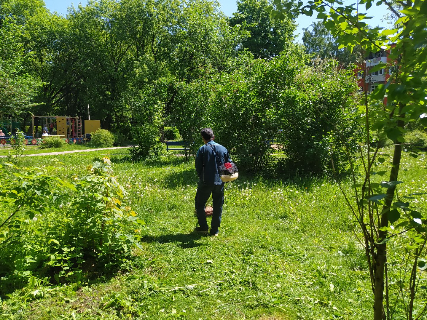 Газон, покос, газонокосилка, благоустройство, трава