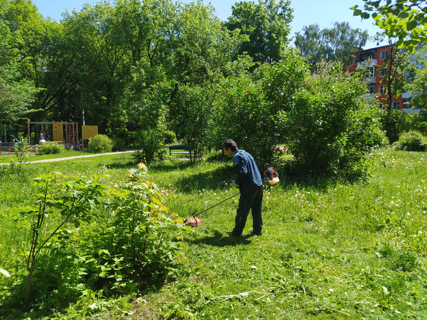 Газон, покос, газонокосилка, благоустройство, трава