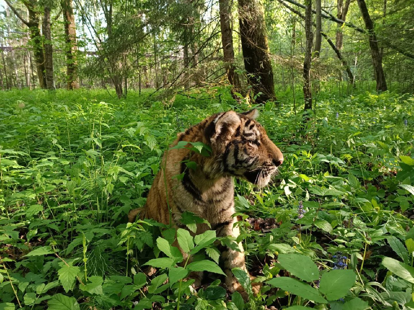 Можайск, Можайский городской округ, Подмосковье, тигр, лев, ягуар, сафари-парк, парк тигров