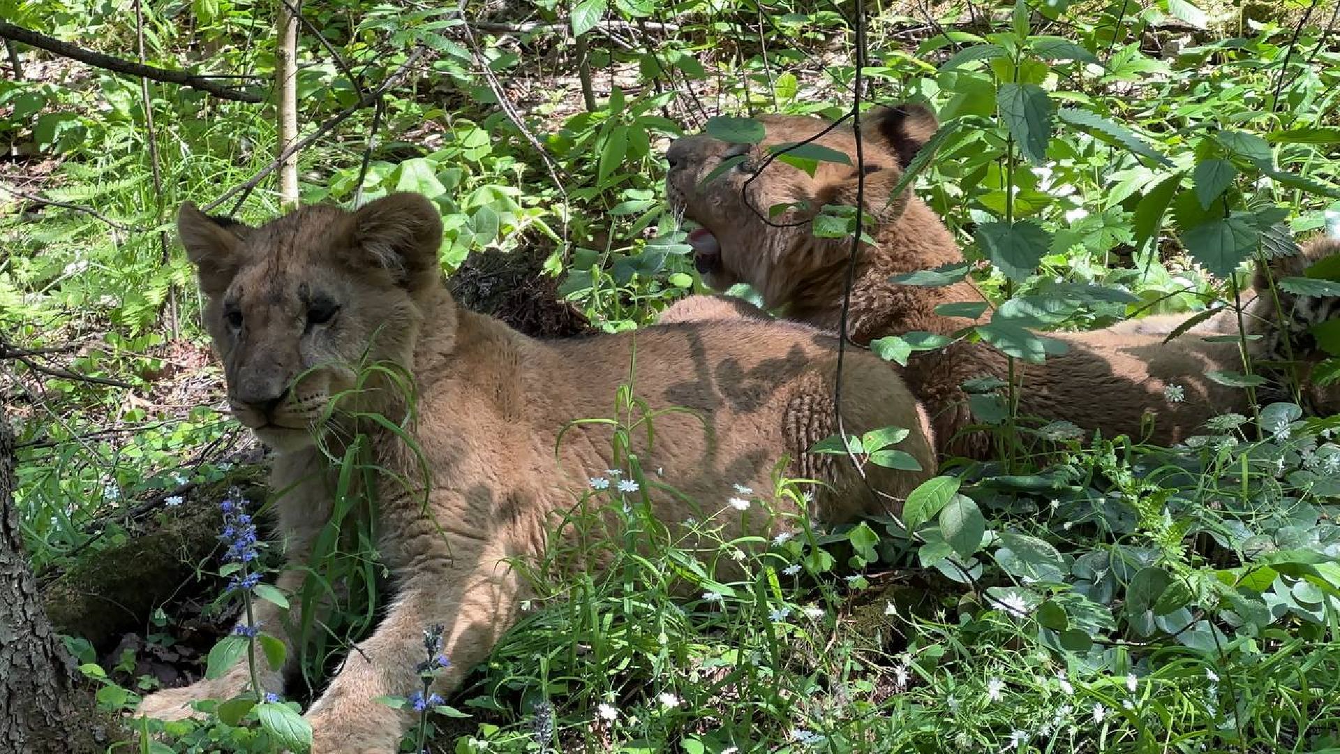 Можайск, Можайский городской округ, Подмосковье, тигр, лев, ягуар, сафари-парк, парк тигров