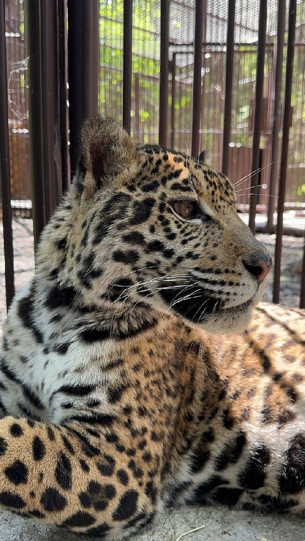 Можайск, Можайский городской округ, Подмосковье, тигр, лев, ягуар, сафари-парк, парк тигров