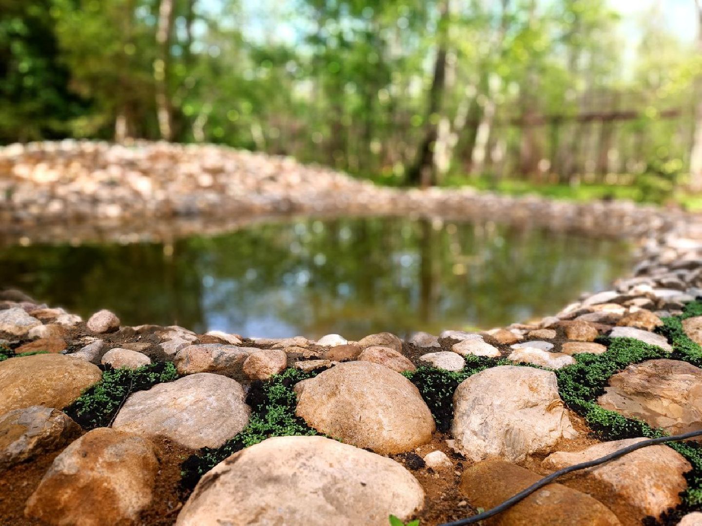 Можайск, Можайский городской округ, Подмосковье, тигр, лев, ягуар, сафари-парк, парк тигров